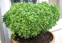 Fesleğen Çiçeği Özellikleri ve Faydaları Nelerdir?