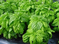 Fesleğen Ekimi Nasıl Yapılır? Fesleğen Ekimi Nasıl Yapılır?