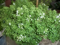 Fesleğen Faydaları Nelerdir?