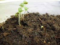 Fesleğen Tohumu Türleri ve Özellikleri Fesleğen Tohumu Türleri ve Özellikleri