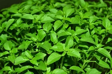 Fesleğen Türleri ve Özellikleri