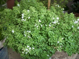 Fesleğen Dikimi Türleri ve Özellikleri