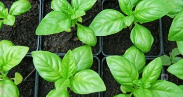 Fesleğen Nasıl Bakılır?